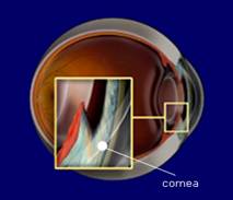 cornea