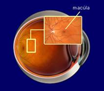 Macula